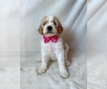 Small Photo #6 Goldendoodle Puppy For Sale in CHESNEE, SC, USA