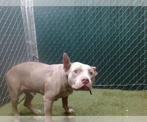 Mutt Dogs for adoption in Downey, CA, USA