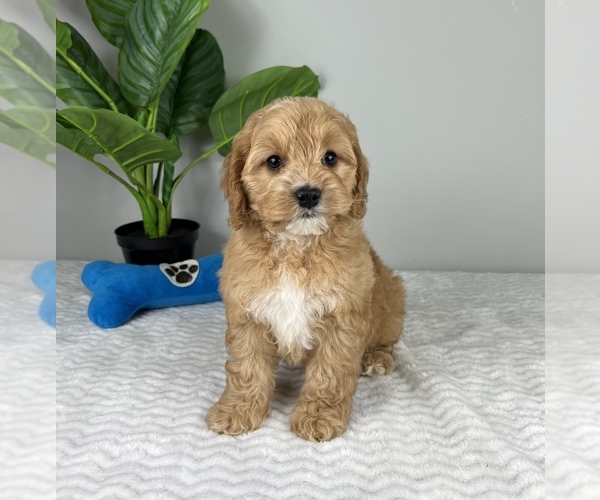Medium Photo #2 Cockapoo Puppy For Sale in FRANKLIN, IN, USA