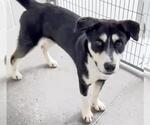 Small #1 Siberian Husky Mix