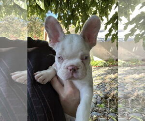 French Bulldog Dogs for adoption in Fair Oaks, CA, USA