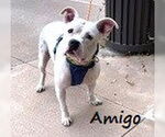 Small #1 American Staffordshire Terrier-Staffordshire Bull Terrier Mix