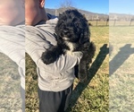 Small Photo #7 Aussiedoodle Puppy For Sale in ELIZABETHTON, TN, USA