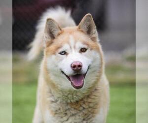 Siberian Husky Dogs for adoption in Camarillo, CA, USA