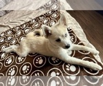 Small Photo #11 Pomsky Puppy For Sale in LOVELAND, CO, USA