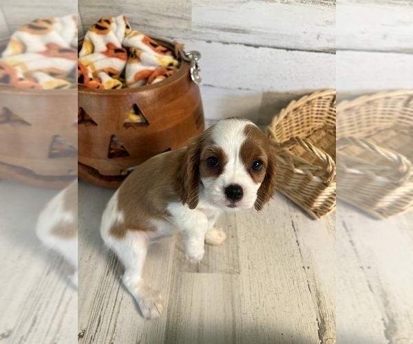 Medium Photo #3 Cavalier King Charles Spaniel Puppy For Sale in SPRINGFIELD, MO, USA