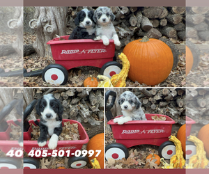 Bordoodle Puppy for sale in GUTHRIE, OK, USA