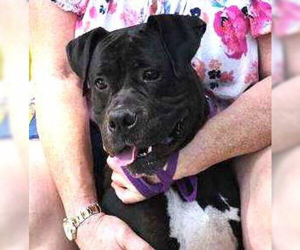 Medium Photo #15 American Staffordshire Terrier-Boxer Mix Puppy For Sale in Lake Forest, CA, USA