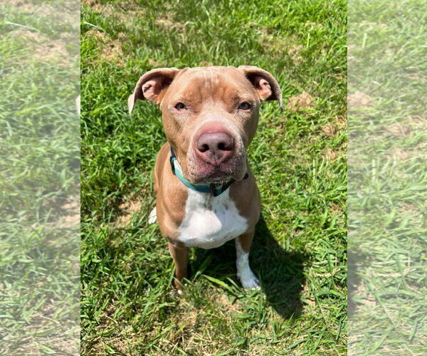 Medium Photo #15 American Pit Bull Terrier-Unknown Mix Puppy For Sale in Germantown, OH, USA