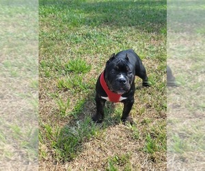American Bully Puppy for Sale in NORTH PORT, Florida USA