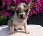 Small #5 Faux Frenchbo Bulldog