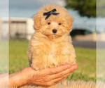 Small Photo #44 Maltipoo (Toy) Puppy For Sale in WARSAW, IN, USA