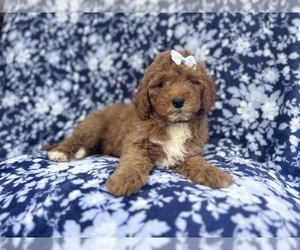 Cavapoo Puppy for sale in LAKELAND, FL, USA