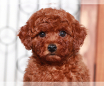 Small #1 Goldendoodle (Miniature)