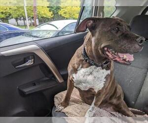 American Pit Bull Terrier Dogs for adoption in Derwood, MD, USA