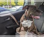 MOCHA - Female American Pit Bull Terrier Dog for Adoption - Small photo
