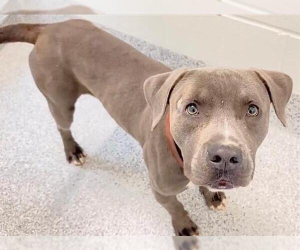 Medium Photo #2 Mutt Puppy For Sale in Houston, TX, USA