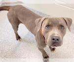 Small #1 Mutt