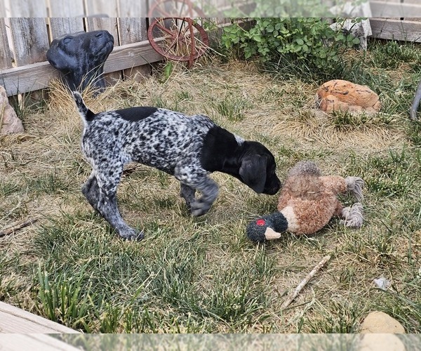 Medium Photo #65 German Shorthaired Pointer Puppy For Sale in EVANSVILLE, WY, USA