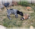Small Photo #65 German Shorthaired Pointer Puppy For Sale in EVANSVILLE, WY, USA