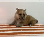 Small Photo #3 Pomeranian Puppy For Sale in DOWNING, MO, USA