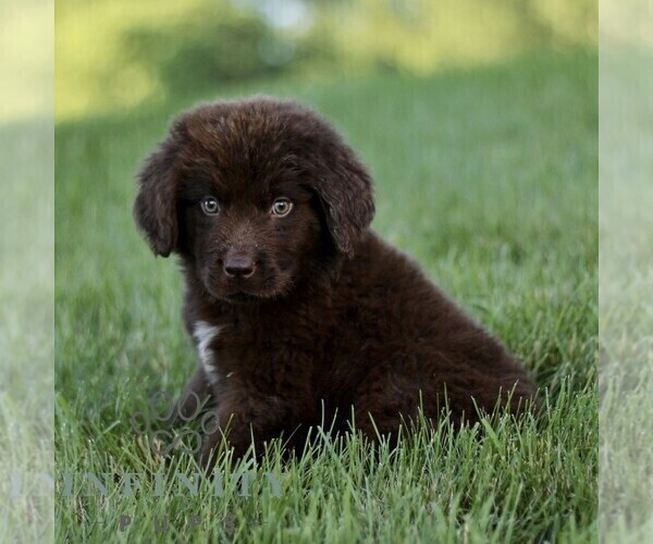 Medium Photo #4 Newfoundland Puppy For Sale in NEW HOLLAND, PA, USA