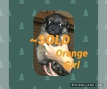 Small Photo #6 German Shepherd Dog Puppy For Sale in RUDY, AR, USA