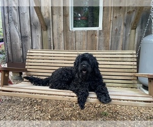 Father of the Portuguese Water Dog puppies born on 05/04/2025
