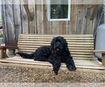 Small Photo #1 Portuguese Water Dog Puppy For Sale in PLYMOUTH, MA, USA