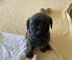 Small Photo #6 Mastiff Puppy For Sale in BRUCETON MILLS, WV, USA