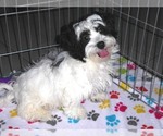 Small Photo #11 Zuchon Puppy For Sale in ORO VALLEY, AZ, USA