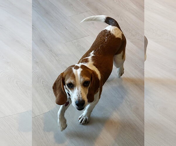 Medium Photo #6 Beagle Puppy For Sale in Dunnellon, FL, USA