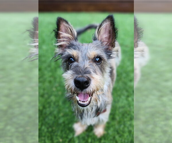 Medium Photo #1 - Mix Puppy For Sale in San Diego, CA, USA
