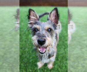 - Mix Dogs for adoption in San Diego, CA, USA