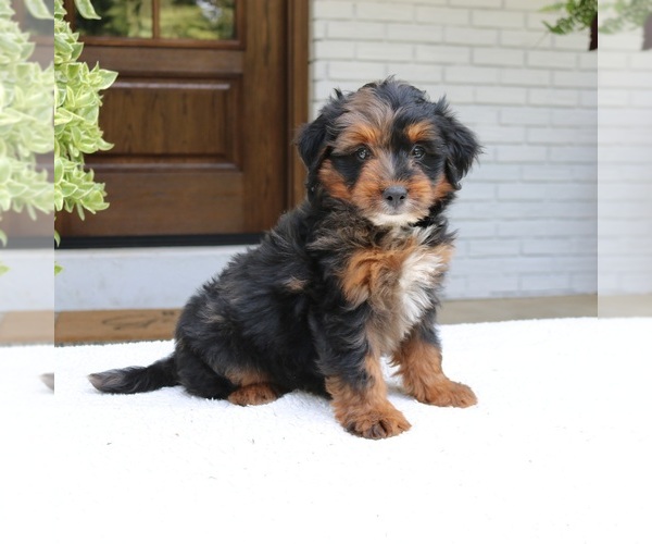 Medium Photo #2 Bernedoodle (Miniature) Puppy For Sale in NARVON, PA, USA