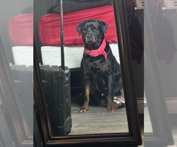 Medium Photo #8 Rottweiler Puppy For Sale in EAST SAINT LOUIS, IL, USA