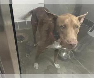 Labrador Retriever-Unknown Mix Dogs for adoption in Houston, TX, USA
