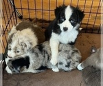 Small Photo #2 Miniature Australian Shepherd Puppy For Sale in COLORADO SPRINGS, CO, USA
