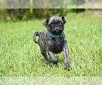 Small #2 Pug