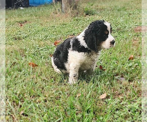Medium Photo #1 English Springer Spaniel Puppy For Sale in GLEN SAINT MARY, FL, USA
