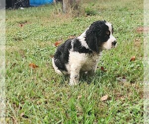 Medium English Springer Spaniel