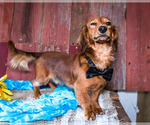 Small Photo #7 Dachshund Puppy For Sale in WAKARUSA, IN, USA
