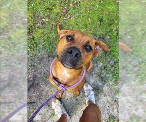 Rhodesian Ridgeback Dogs for adoption in Gainesville, FL, USA