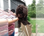 Small #10 Poodle (Toy)