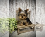 Small Yorkshire Terrier