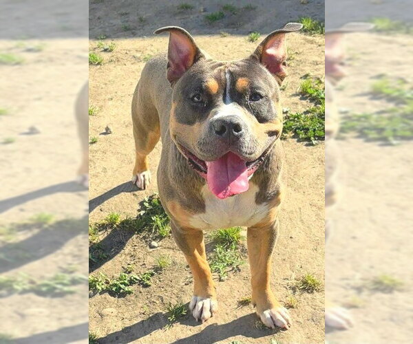 Medium Photo #1 Mutt Puppy For Sale in Sacramento, CA, USA