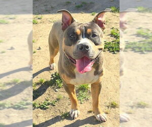 Mutt Dogs for adoption in Sacramento, CA, USA
