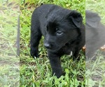 Small #2 Belgian Malinois