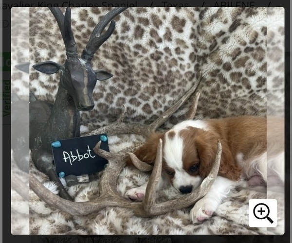 Medium Photo #2 Cavalier King Charles Spaniel Puppy For Sale in ABILENE, TX, USA