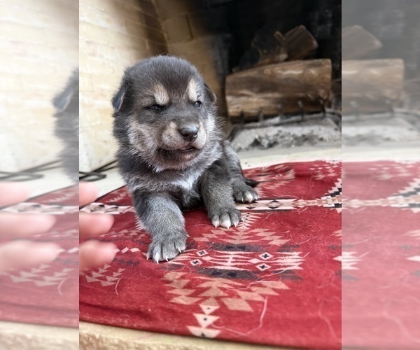 Medium Photo #1 German Shepherd Dog-Wolf Hybrid Mix Puppy For Sale in HAMILTON, TX, USA